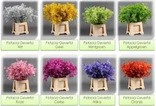 Pistachia Βαμμένα